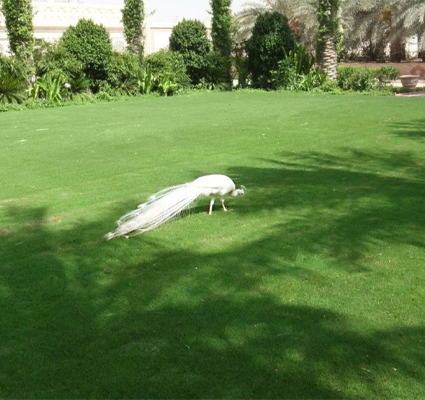 Qatar4